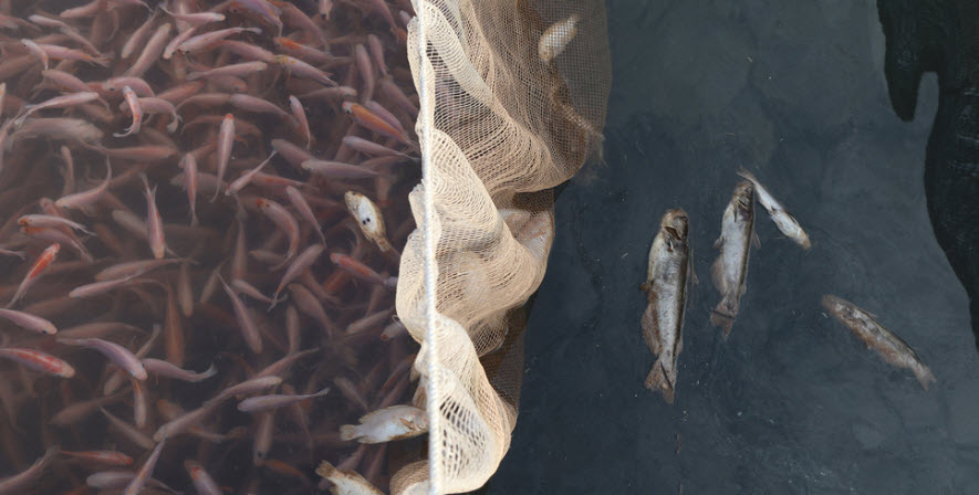 Mực nước Sông Đà cạn dần khiên người nuôi cá lồng chết hàng loạt 3