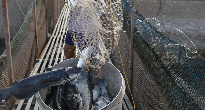 Mực nước Sông Đà cạn dần khiên người nuôi cá lồng chết hàng loạt 4