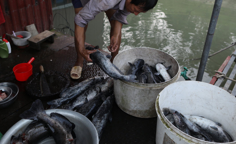 Mực nước Sông Đà cạn dần khiên người nuôi cá lồng chết hàng loạt 5